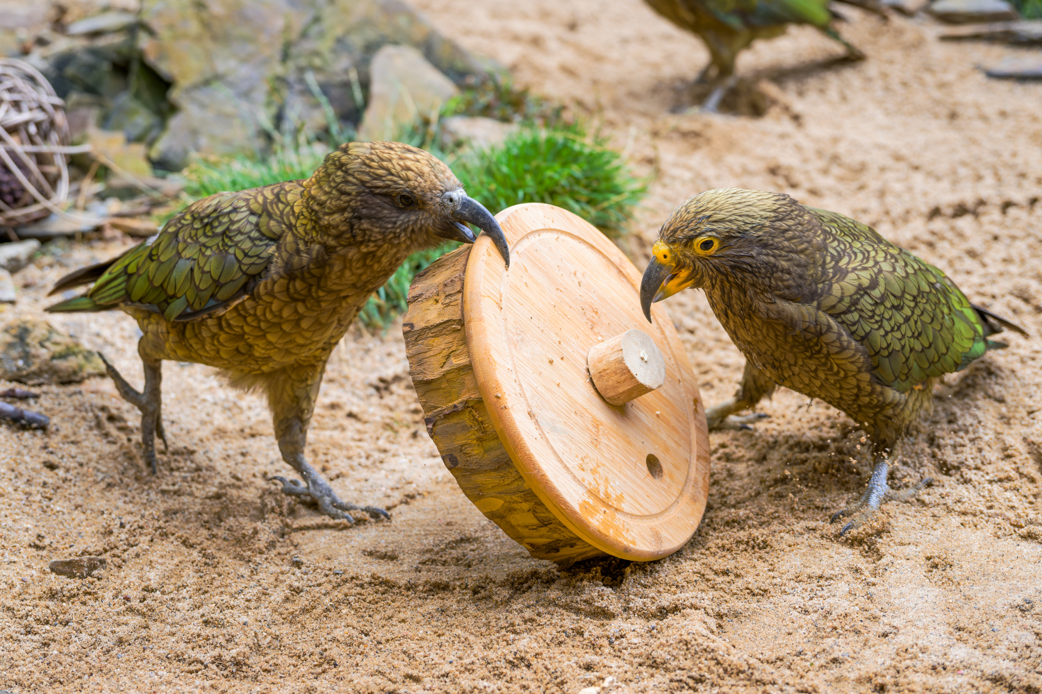 Papoušci pod lupou: Pestří, chytří a jedineční!