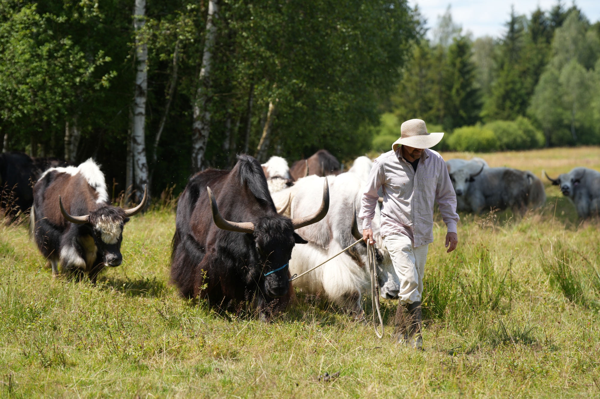 Pastevcem v Českém lese